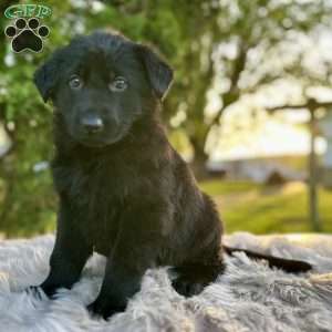 Bear, German Shepherd Puppy