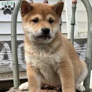 Theo, Shiba Inu Puppy