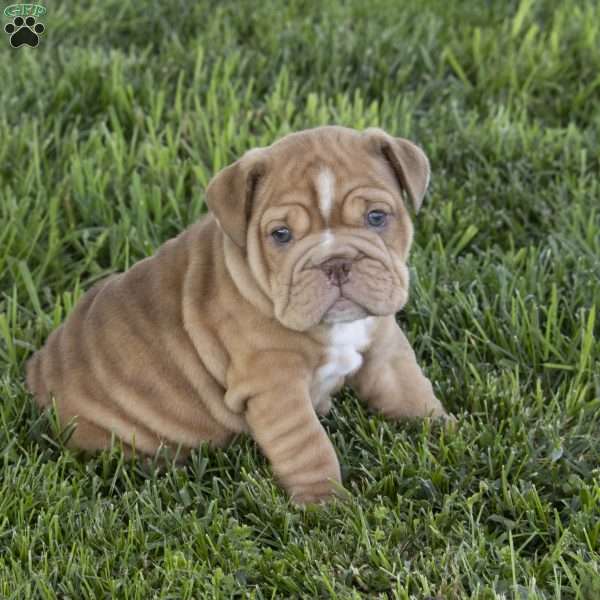 Freya, English Bulldog Puppy