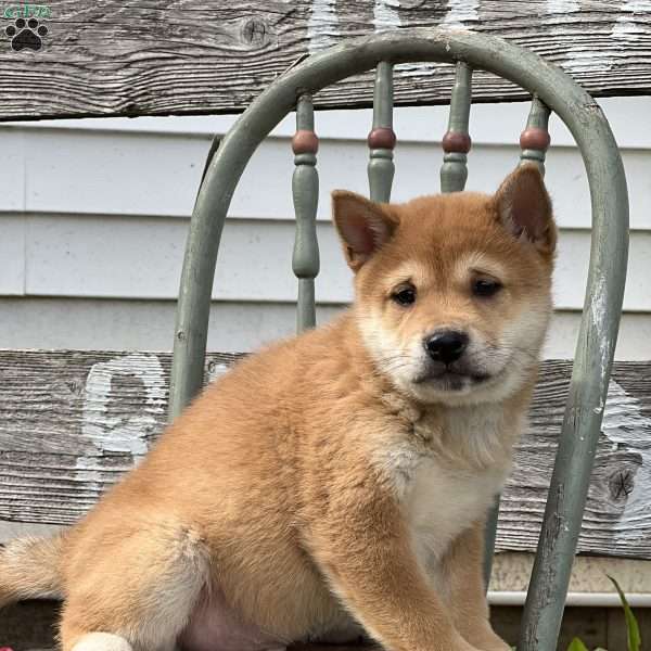 Theo, Shiba Inu Puppy