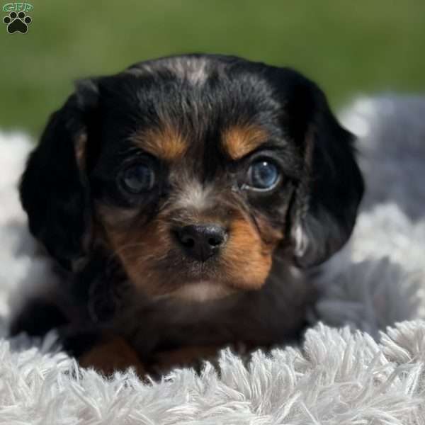 Summer, Cavalier King Charles Spaniel Puppy