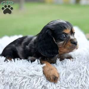 Summer, Cavalier King Charles Spaniel Puppy