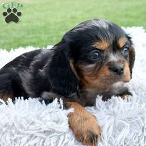 Summer, Cavalier King Charles Spaniel Puppy