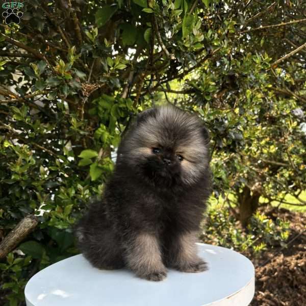 Prince- tiny, Pomeranian Puppy