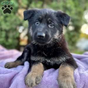 Bailey, German Shepherd Puppy