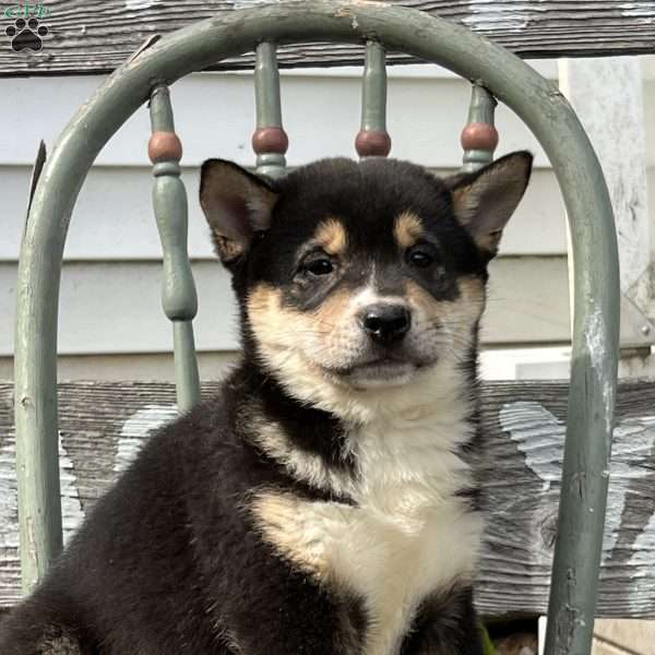 Titus, Shiba Inu Puppy