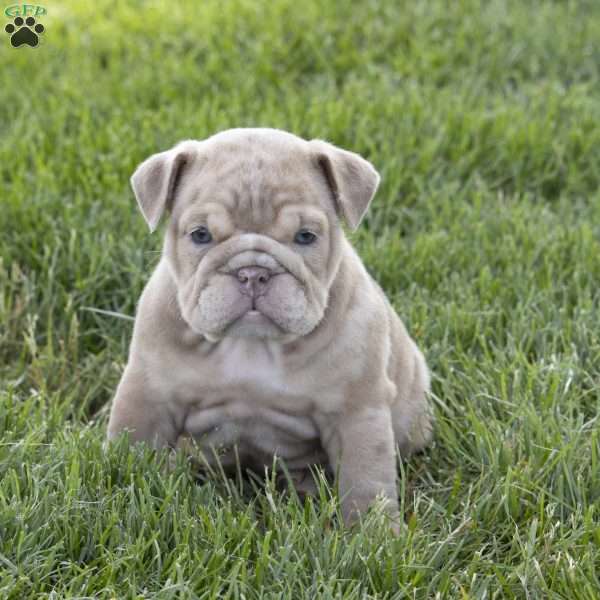 Fushia, English Bulldog Puppy