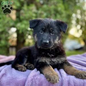 Bailey, German Shepherd Puppy