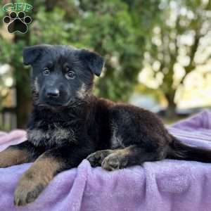 Bailey, German Shepherd Puppy