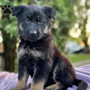 Bailey, German Shepherd Puppy