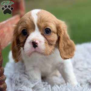 Sadie, Cavalier King Charles Spaniel Puppy