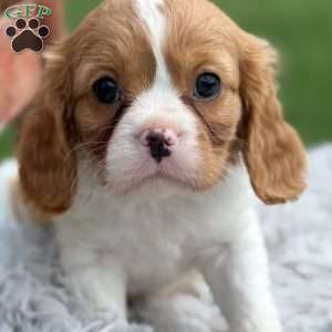 Sadie, Cavalier King Charles Spaniel Puppy