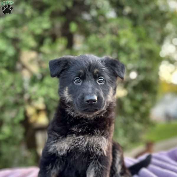 Bailey, German Shepherd Puppy