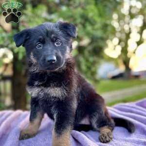 Bailey, German Shepherd Puppy