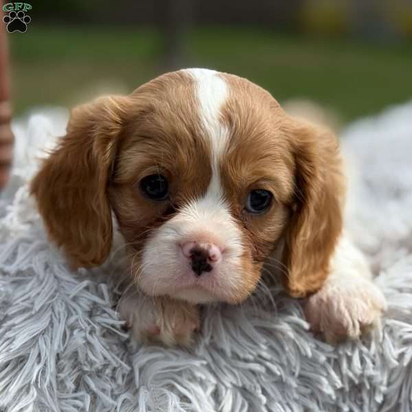 Sadie, Cavalier King Charles Spaniel Puppy