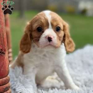 Sadie, Cavalier King Charles Spaniel Puppy