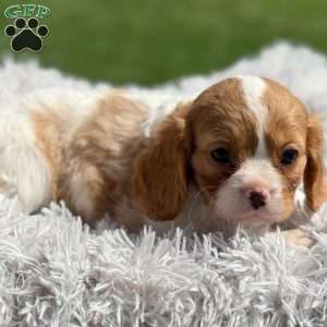 Sadie, Cavalier King Charles Spaniel Puppy