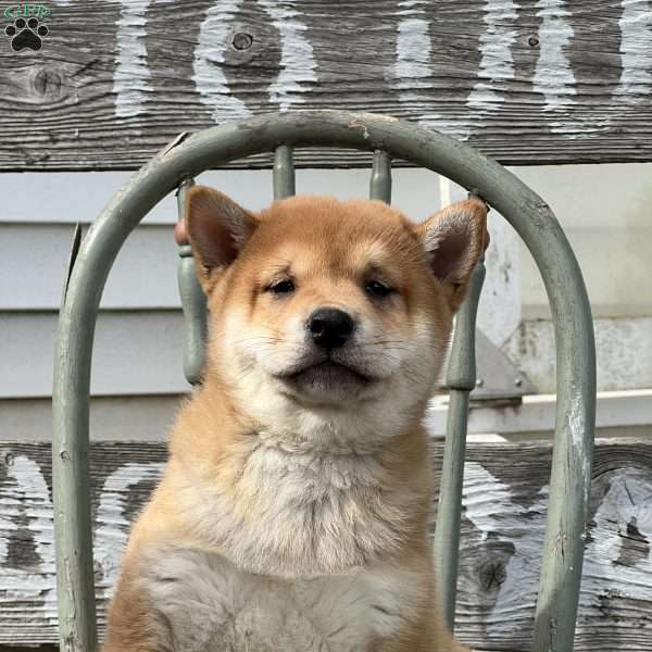 Tyson, Shiba Inu Puppy