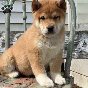 Tyson, Shiba Inu Puppy