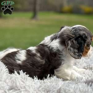 Sawyer, Cavalier King Charles Spaniel Puppy