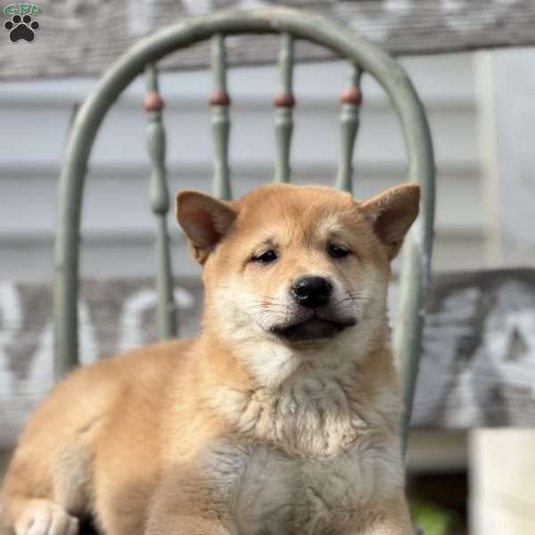 Topher, Shiba Inu Puppy