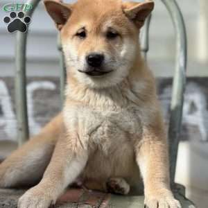 Topher, Shiba Inu Puppy