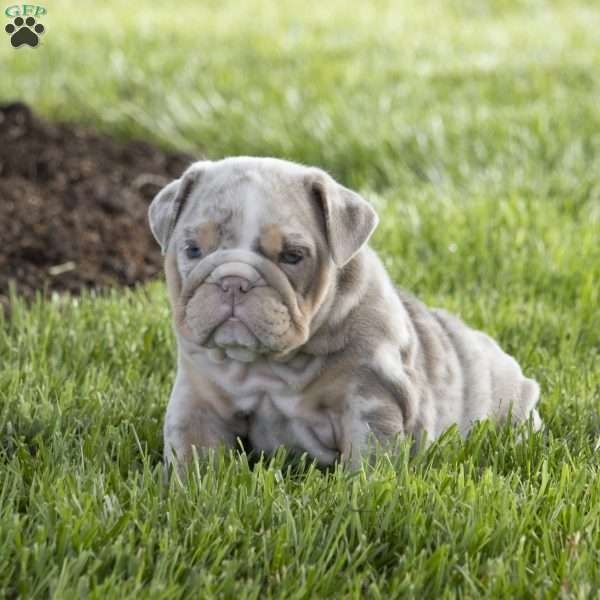 France, English Bulldog Puppy