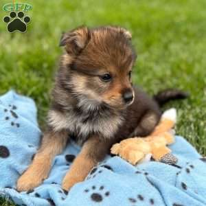 Pudge, Mini Elkhound Puppy