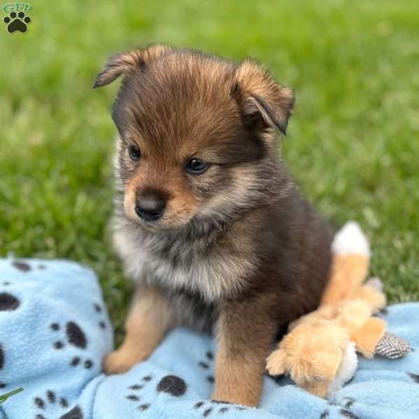 Pudge, Mini Elkhound Puppy