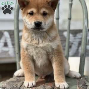 Thomas, Shiba Inu Puppy
