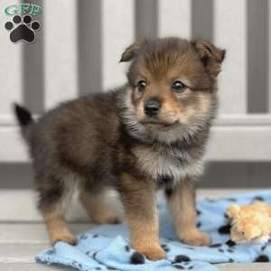 Pudge, Mini Elkhound Puppy