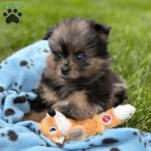Grudge, Mini Elkhound Puppy