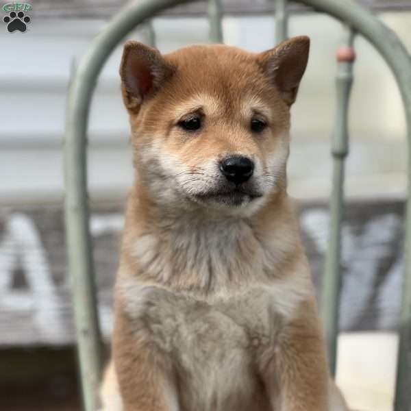 Thomas, Shiba Inu Puppy