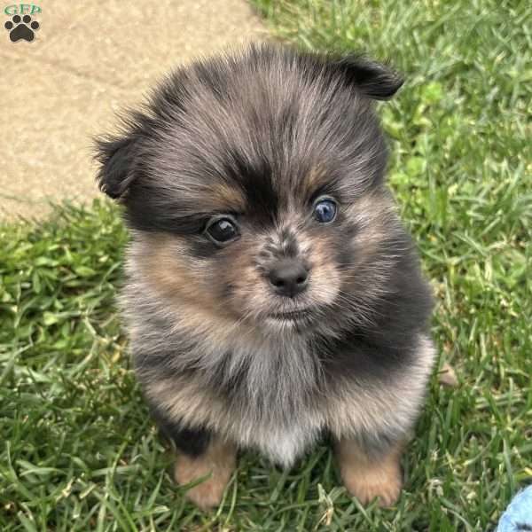 Grudge, Mini Elkhound Puppy