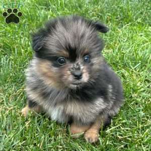 Grudge, Mini Elkhound Puppy