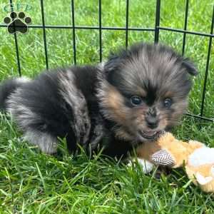 Grudge, Mini Elkhound Puppy