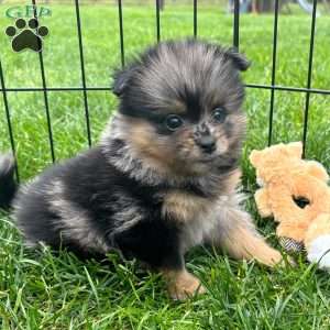 Grudge, Mini Elkhound Puppy
