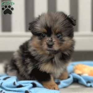 Grudge, Mini Elkhound Puppy
