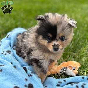 Nudge, Mini Elkhound Puppy