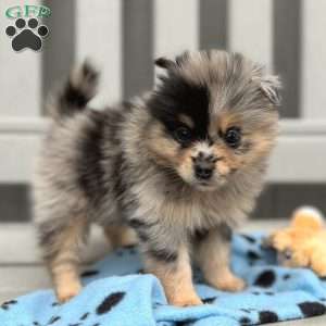 Nudge, Mini Elkhound Puppy