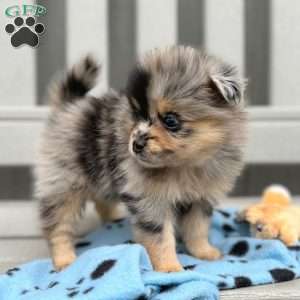 Nudge, Mini Elkhound Puppy