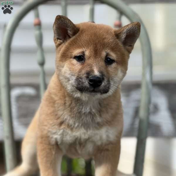 Honey, Shiba Inu Puppy
