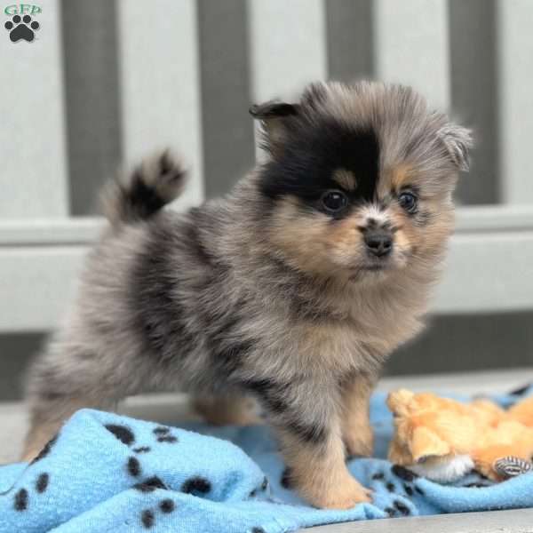 Nudge, Mini Elkhound Puppy