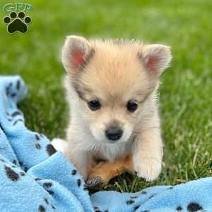 Smudge, Mini Elkhound Puppy