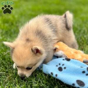 Smudge, Mini Elkhound Puppy