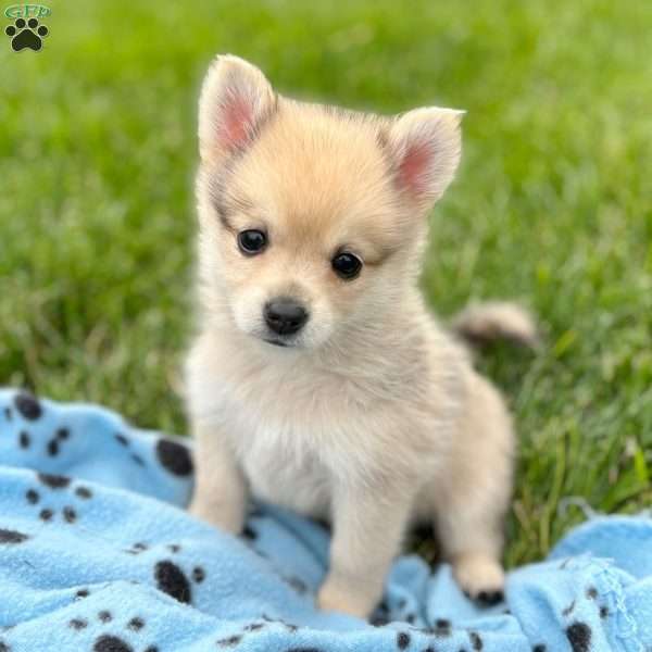Smudge, Mini Elkhound Puppy