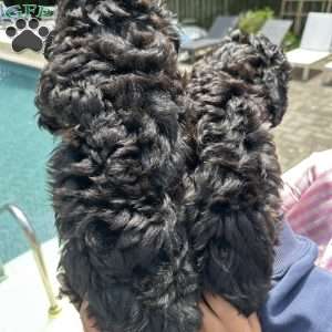 Delilah, Cavapoo Puppy
