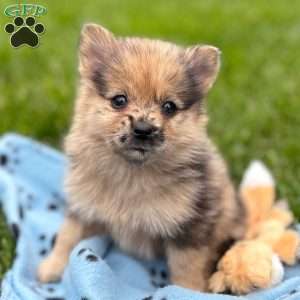 Fudge, Mini Elkhound Puppy