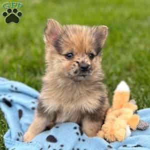 Fudge, Mini Elkhound Puppy