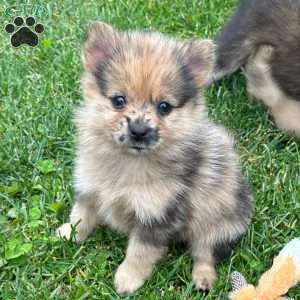 Fudge, Mini Elkhound Puppy